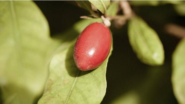 Synsepalum dulcificum o baya africana.