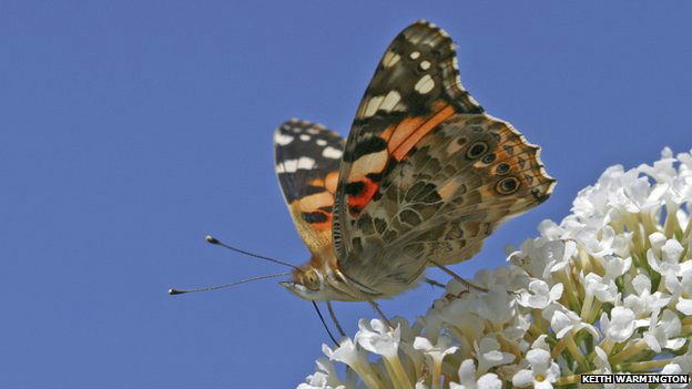 El vino en el embarazo perjudica el coeficiente intelectual del bebé