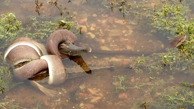Serpiente devora a cocodrilo entero en Australia