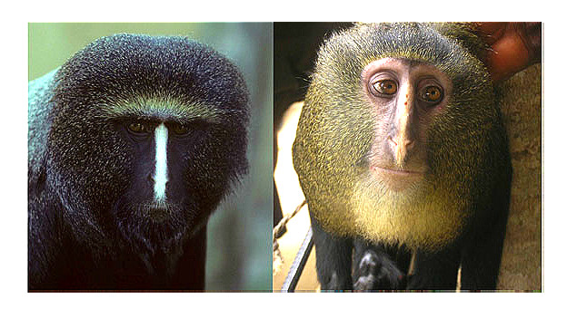 Descubren nueva especie de mono en África