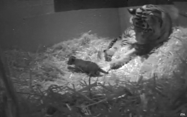Cámaras captaron el nacimiento de un cachorro de tigre en Lóndres