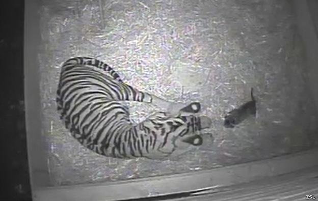 Cámaras captaron el nacimiento de un cachorro de tigre en Lóndres