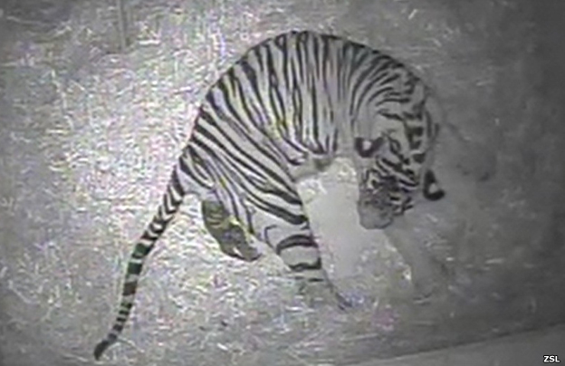 Cámaras captaron el nacimiento de un cachorro de tigre en Lóndres