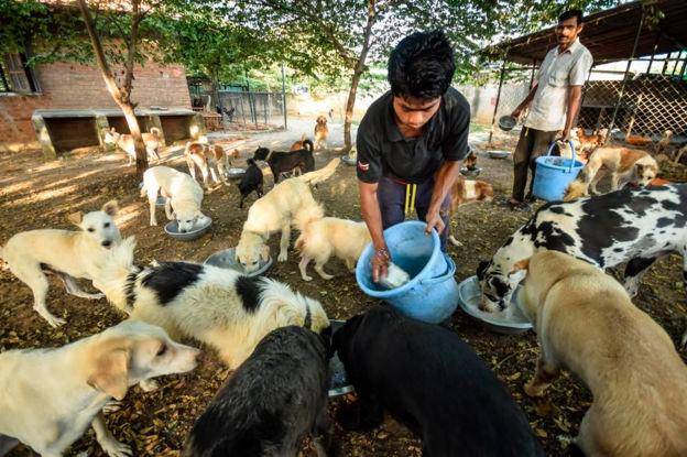 Los canes consumen 200 kilos de pollo y otros 200 kilos de arroz al día.