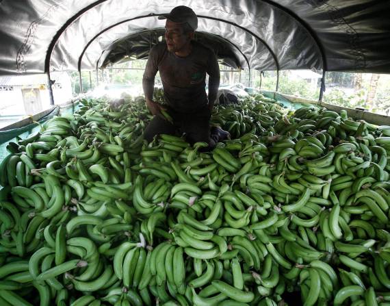 Ecuador es el principal productor de banano de la región.