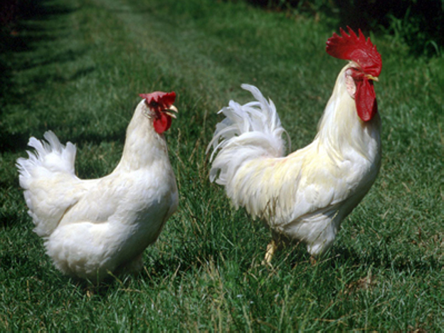 Estudio revela cómo las aves perdieron su pene