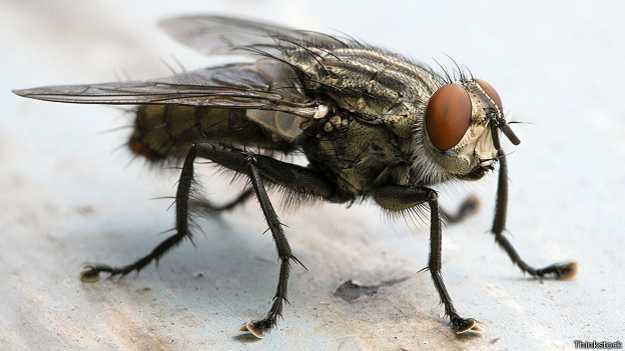 ¿Cómo las moscas pueden ayudar a protegernos de enfermedades?