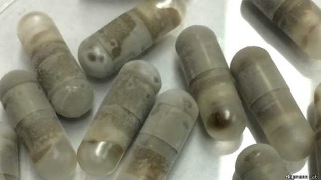 Crean píldora de excremento congelado para tratar infecciones intestinales