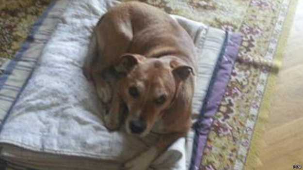 ¿Pueden los humanos infectar a los animales de ébola?