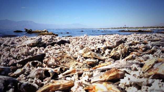 El mar de Salton: el paisaje apocalíptico del &quot;mar muerto&quot; de California