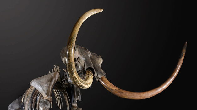 Venden un esqueleto de mamut lanudo por casi $300.000 en Reino Unido