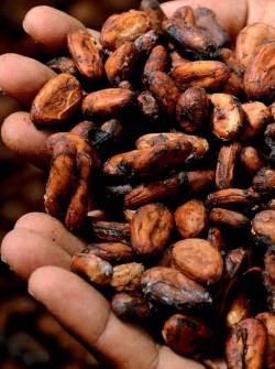 El cacao es el tercer producto no petrolero que más exporta Ecuador. Es superado por el camarón y banano.