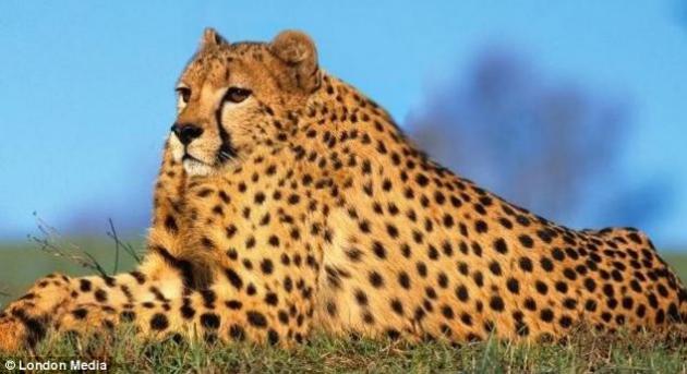 Así serían los animales si no tuvieran cuello