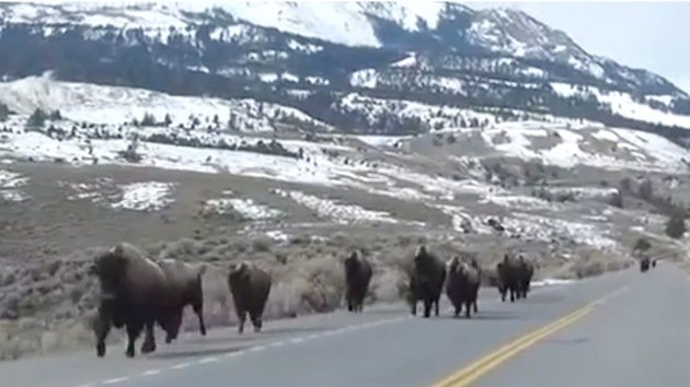 Animales huyen y causan temor de posible erupción del volcán Yellowstone