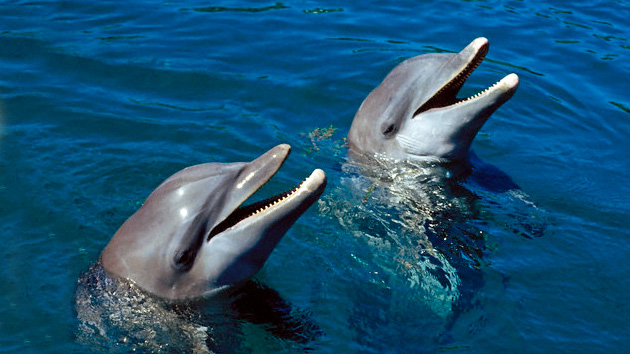 Captan la primera &quot;conversación&quot; entre delfines