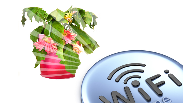 ¿Las ondas WiFi pueden matar plantas?
