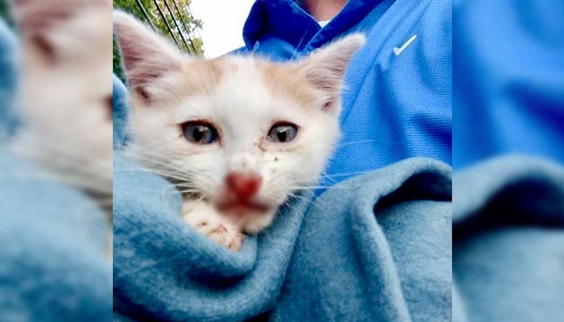 Buscan a persona que lanzó 2 gatos desde auto