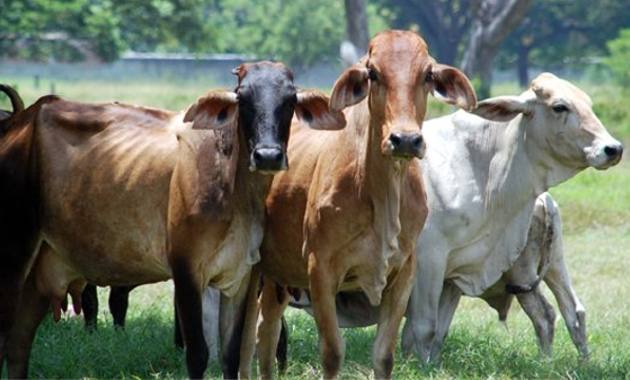 Alerta por robo de ganado en Guayas
