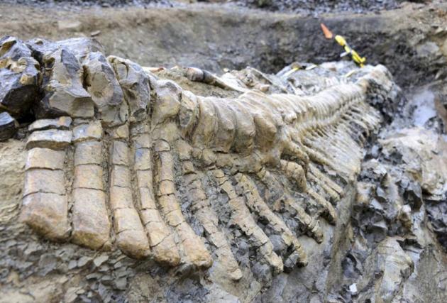 Hallan en México gigantesca cola de dinosaurio