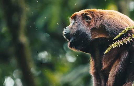 El refugio selvático que ha rehabilitado y liberado a más de 500 animales en Pastaza