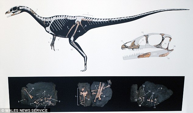 Exponen el fósil de un dinosaurio del Jurásico hallado en Gales