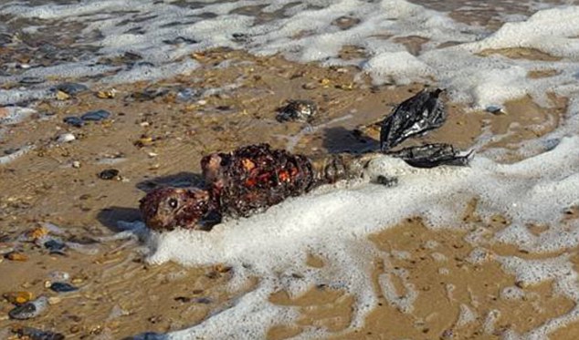 La verdad detrás del hombre que encontró una sirena muerta en la playa