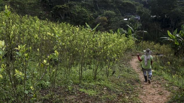 Colombia se mantiene como el mayor productor de cocaína del mundo