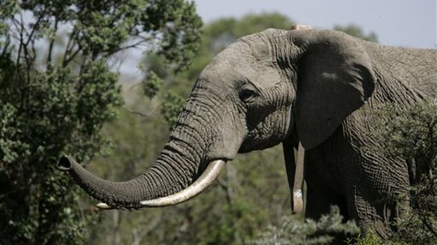 Un fotógrafo capta a un elefante asesinado brutalmente