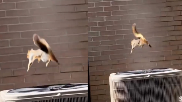 ¿Naturaleza o IA? El video de una ardilla vuela encima de un aire acondicionado