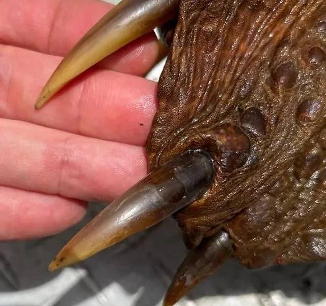 Las garras de la tortuga caimán.