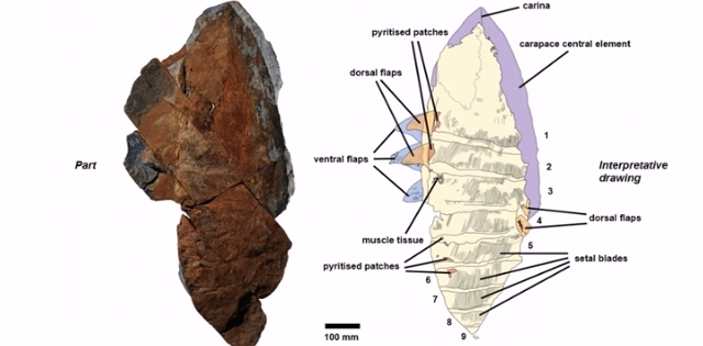 Encuentran monstruo marino que vivió hace 480 millones de años