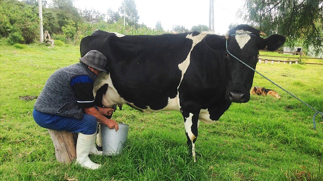 Productores de leche en Ecuador al borde de la quiebra