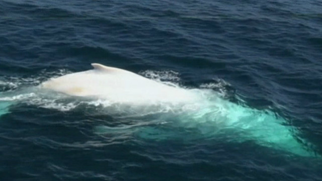 ¿Moby Dick? Avistan una rarísima ballena albina en Australia