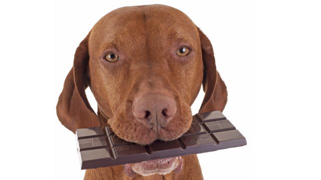 La razón científica por la que no le debes dar chocolate a tu perro