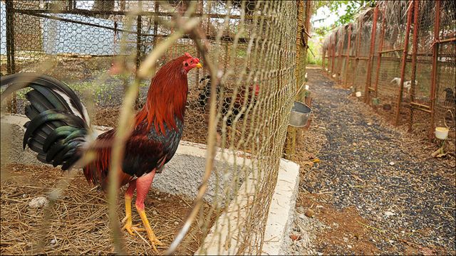 Allanan gallera clandestina con más de 150 personas en Machala