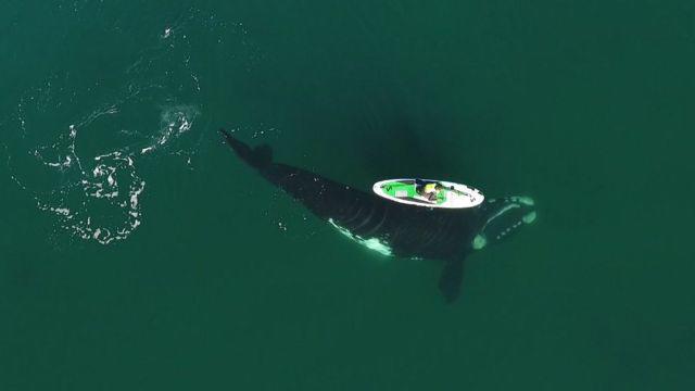El impresionante video de una ballena jugando con una mujer que rema en el sur de Argentina