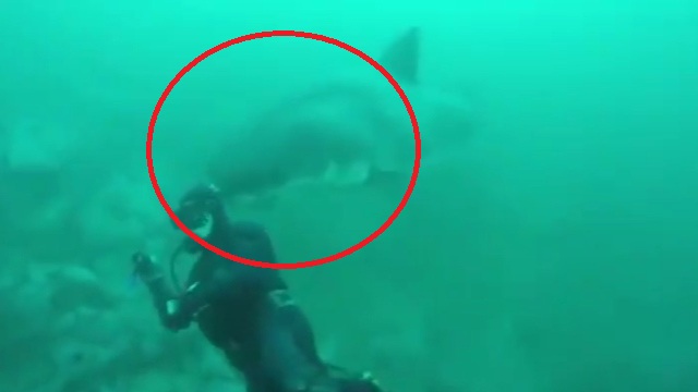 Un tiburón blanco casi le arranca la cabeza a un buceador