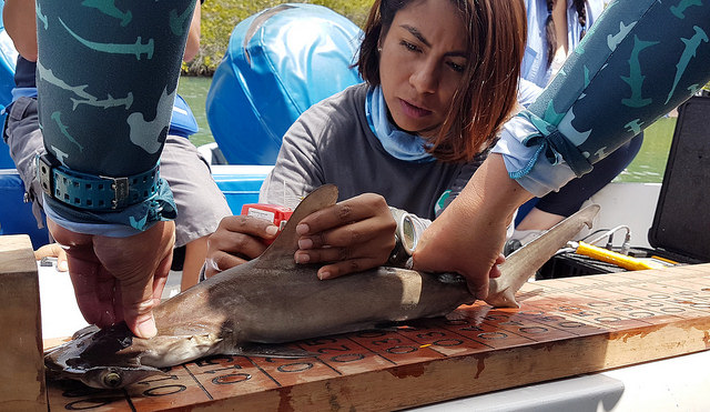 Se descubre primer área de crianza de tiburones martillo en Galápagos