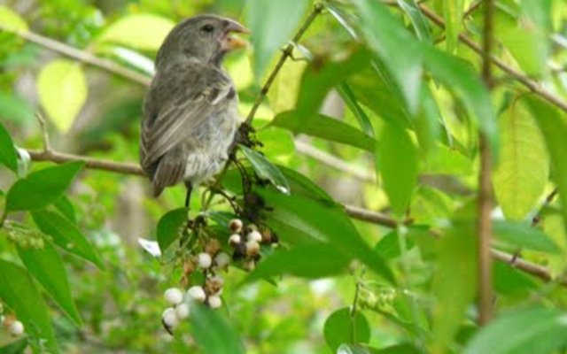 Galápagos llama a proteger a pinzón de Darwin amenazado por mosca invasora