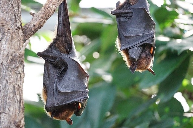 En Birmania identifican 6 nuevos tipos de coronavirus en murciélagos