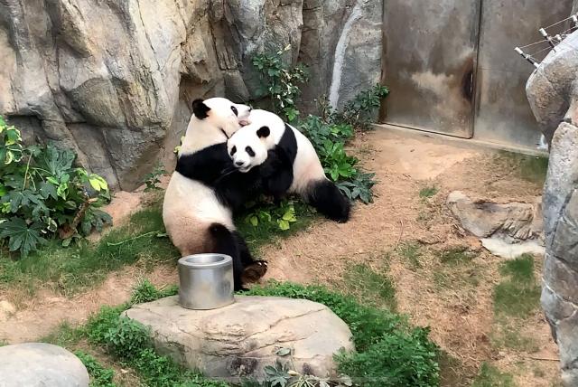 Gracias al confinamiento, dos pandas de Hong Kong se aparean luego de 10 años