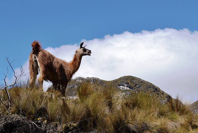 El Cajas y su pesca deportiva, una pausa antes de adentrarse en Cuenca