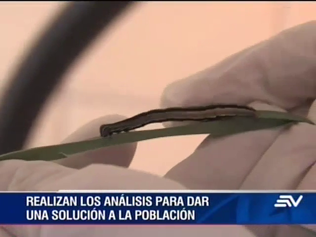 Una plaga desconocida afecta a ganaderos en cantón de Loja