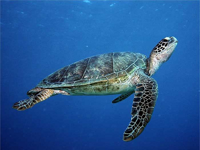 Gobierno de Costa Rica lamenta que mercado negro de tortugas siga vigente