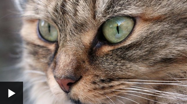 Por qué un pueblo en Nueva Zelanda quiere prohibir los gatos