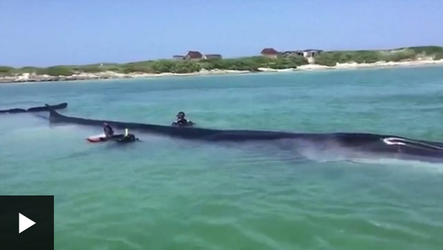 La espectacular ballena de 18 metros rescatada en México