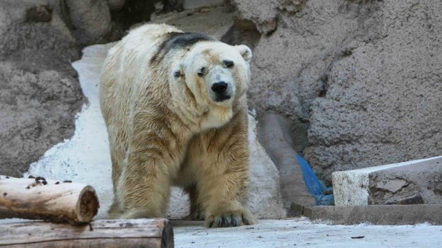 Controversia en Argentina por muerte del último oso polar del país