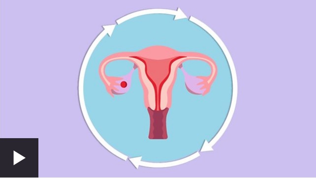 Cómo ocurre la menstruación y por qué a algunas mujeres les duele más que a otras