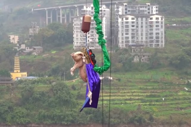 Tiraron al vacío un cerdo vivo para probar un juego en China