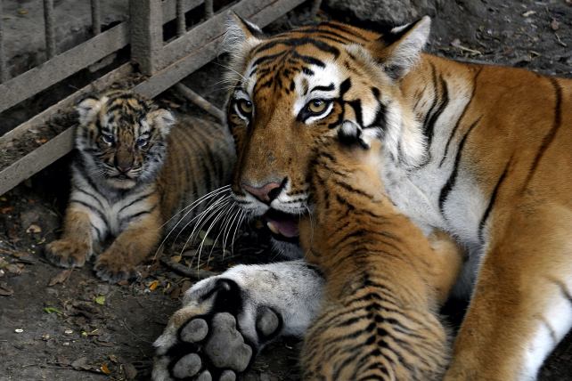 Aumenta el número de tigres en India